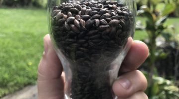 roasted barley in glass
