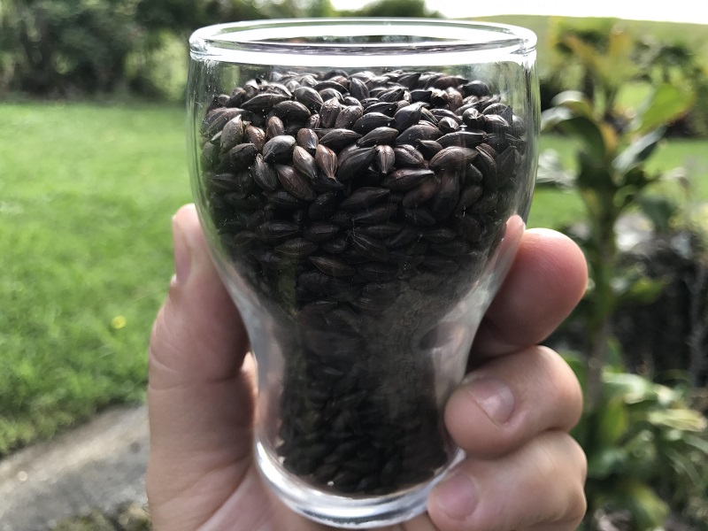 roasted barley in glass