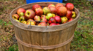 New Zealand Cider