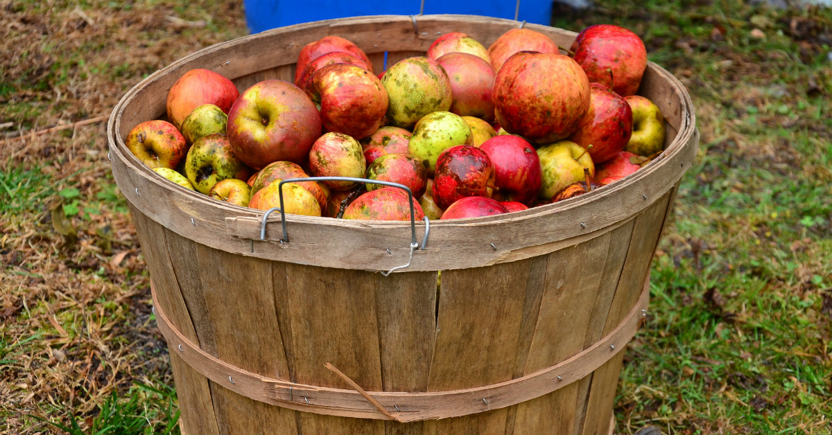 new zealand cider brands